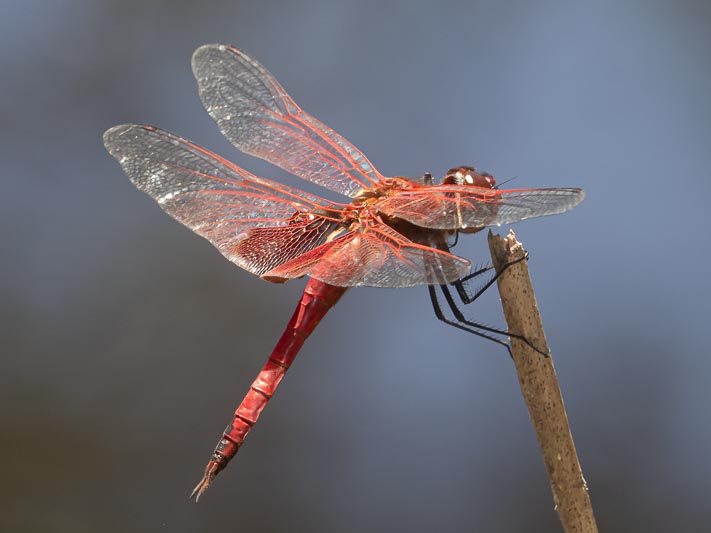 Tramea eurybia (Dune Glider)-2.jpg